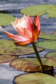 lotus lily